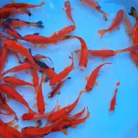 ماهی عمده|ماهی|خرم‌آباد, |دیوار