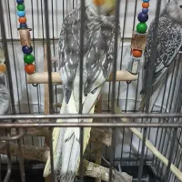 عروس هلندی بالغ وحرف میزنن ۳یا۴کلمه