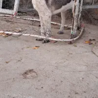 سگ سرابی|لباس|سرعین, |دیوار