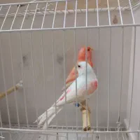 قناری  رنگی 2025|پرنده|تهران, چوب تراش|دیوار