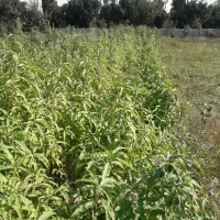 نهال شلیل حسنپوری کرس