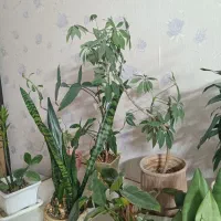 گل های آپارتمانی|گل و گیاه طبیعی|مشهد, بهاران|دیوار