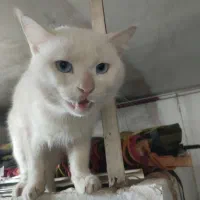 گربه سفیدقشنگ|گربه|نیشابور, کریم آباد|دیوار