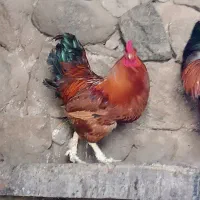 خروس و مرغ و غاز محلی طبیعی