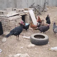 بقلمون|حیوانات مزرعه|جوادآباد, |دیوار