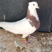 طوقی|پرنده|شیراز, دشت چنار|دیوار