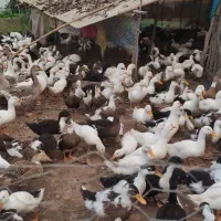 اردک|حیوانات مزرعه|آستانه اشرفیه, |دیوار