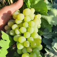 انگور|گل و گیاه طبیعی|مشهد, توس (بلوار توس)|دیوار