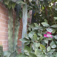 کاکتوس|گل و گیاه طبیعی|بندر گناوه, |دیوار