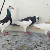 اسکندرون|پرنده|شیراز, سینما سعدی|دیوار