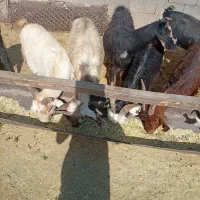 بز نیم گوشت|حیوانات مزرعه|مرودشت, ده بید|دیوار