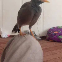 مرغ مینا اهلی|پرنده|زاهدان, |دیوار