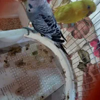 مرغ عشق|پرنده|رشت, شهریاران|دیوار