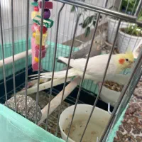 یک جفت عروس هلندی|پرنده|نورآباد, |دیوار