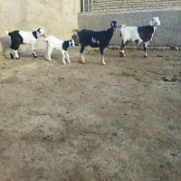 بز و بزغاله