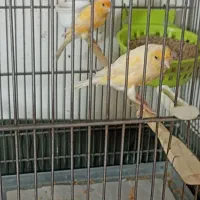 قناری مولد با جوجه