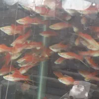 فروش انواع ماهی زینتی|ماهی|شیراز, جمال آباد|دیوار