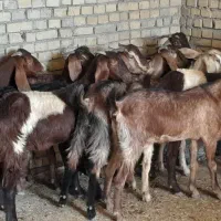 ۱۲ بز نجدی ابستن شرتی همه|حیوانات مزرعه|اهواز, شهرک دانشگاه|دیوار