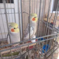 فروش جفت عروس هلندی