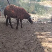 برع ماده هترو