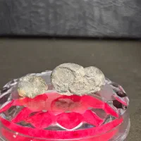 پنج عدد فسیل چند میلیون ساله|کلکسیون اشیاء عتیقه|دماوند, دماوند|دیوار