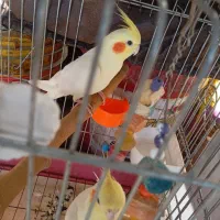 یک جفت عروس هلندی لوتینو