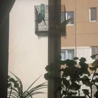 سهره جوجه قفس قرص شلاقی