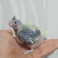 عروس هلندی ابلق دو رگ