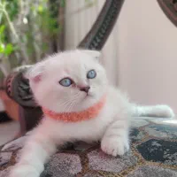 کوچولو ناز اسکاتیش فولد