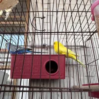 مرغ عشق دوجفت +یه بچه+تخم