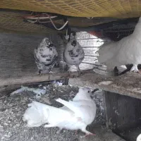 کبوتر دوم چتری ،کبوتر پرشی|پرنده|بابلسر, |دیوار