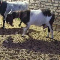 دوعددبزپاکستانی جوان درشت شیرا بادوتا نر|حیوانات مزرعه|مشهد, ملک‌آباد|دیوار