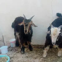فروش بیگ|حیوانات مزرعه|مسجد سلیمان, |دیوار