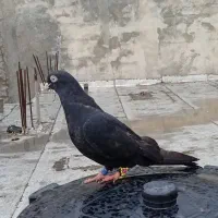 زاغ آبادانی