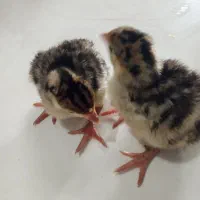 جوجه بوقلمون ۱۰ تا سالم