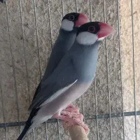 فنچ نرگسی  .|پرنده|سمنان, |دیوار