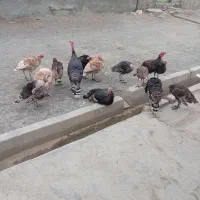 بوقلمون