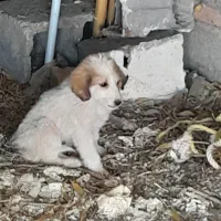 سگ پاکوتاه سرابی