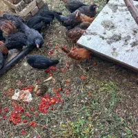 فروش خروس محلی