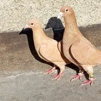 دوجفت نروماده عتیقه یک جفت زرد یک جفت سرخ و زرد