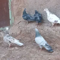 کبوتر پرشی|پرنده|سبزوار, قصبه شرقی|دیوار