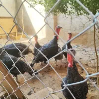 یکجا 26.900