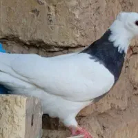 کفتر|پرنده|اصفهان, فروردین|دیوار