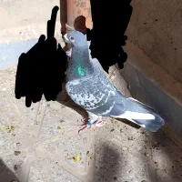 نر پلاکی|پرنده|اهواز, سلطانمنش|دیوار