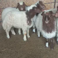 بره نر درجه یک صادراتی