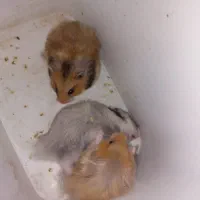 همستر کمپل|موش و خرگوش|خرمآباد, |دیوار