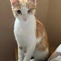 واگذاری گربه نارنجی نر اجتماعی