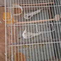 عروس هلندی دوکت آلبینومولد