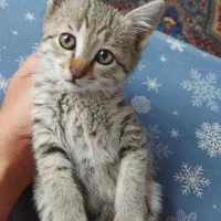 واگذاری بچه گربه نژاد دی اس اچ