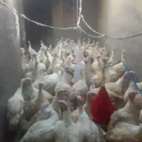 بوقلمون بیوتی زنده